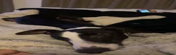 Greyhound dogs for sale: Ex racing greyhound  - Advert 4