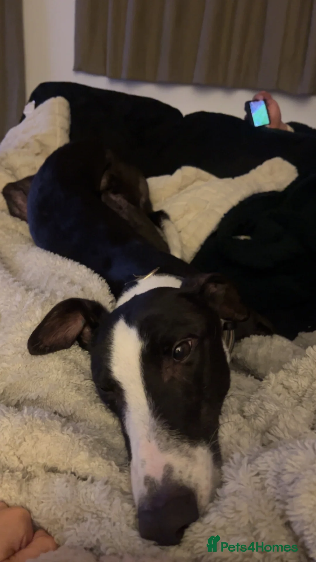 Greyhound dogs for sale: Ex racing greyhound  - Advert 4