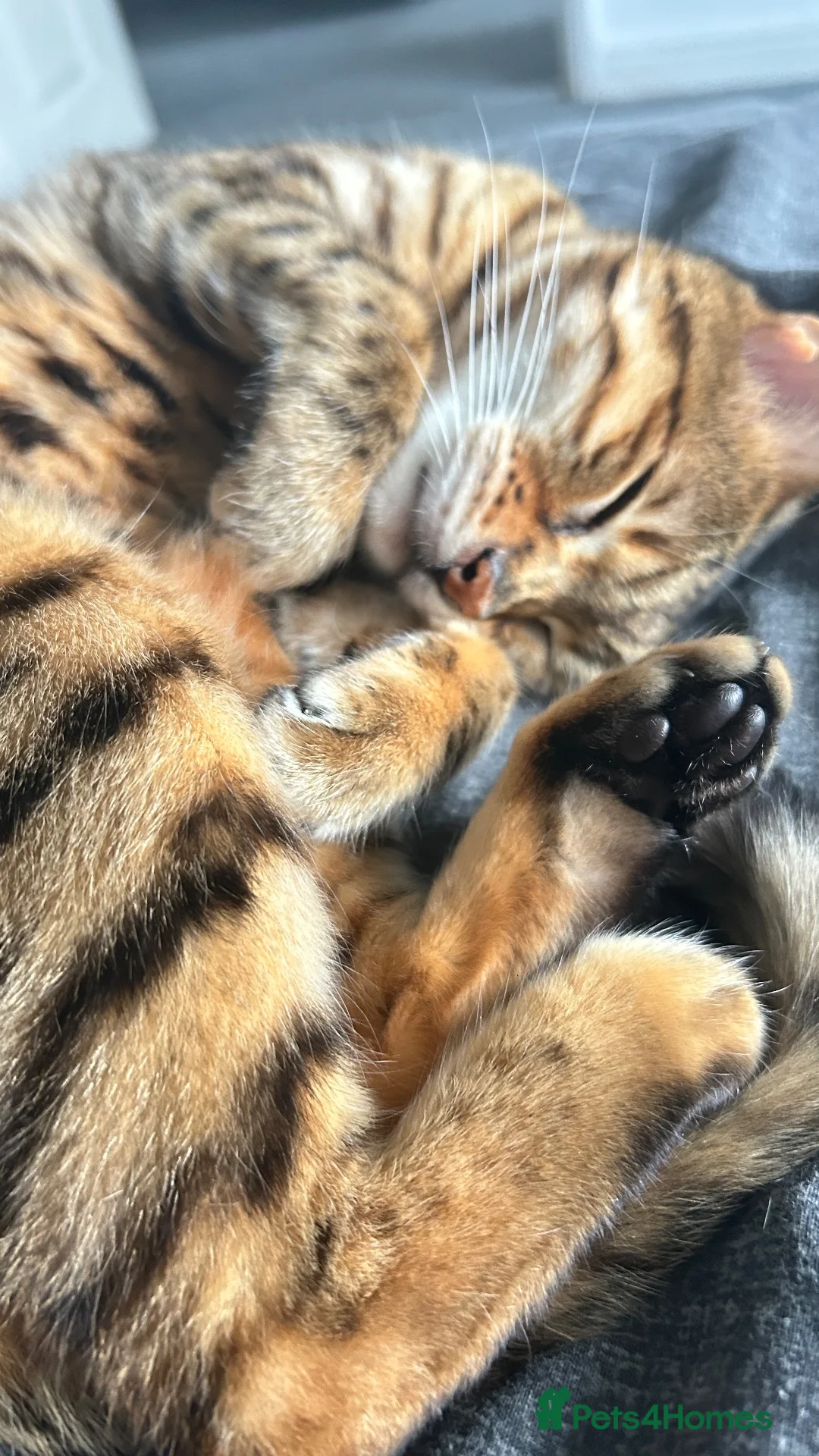 Bengal cats for sale: Tilly  in Whitchurch - Advert 3