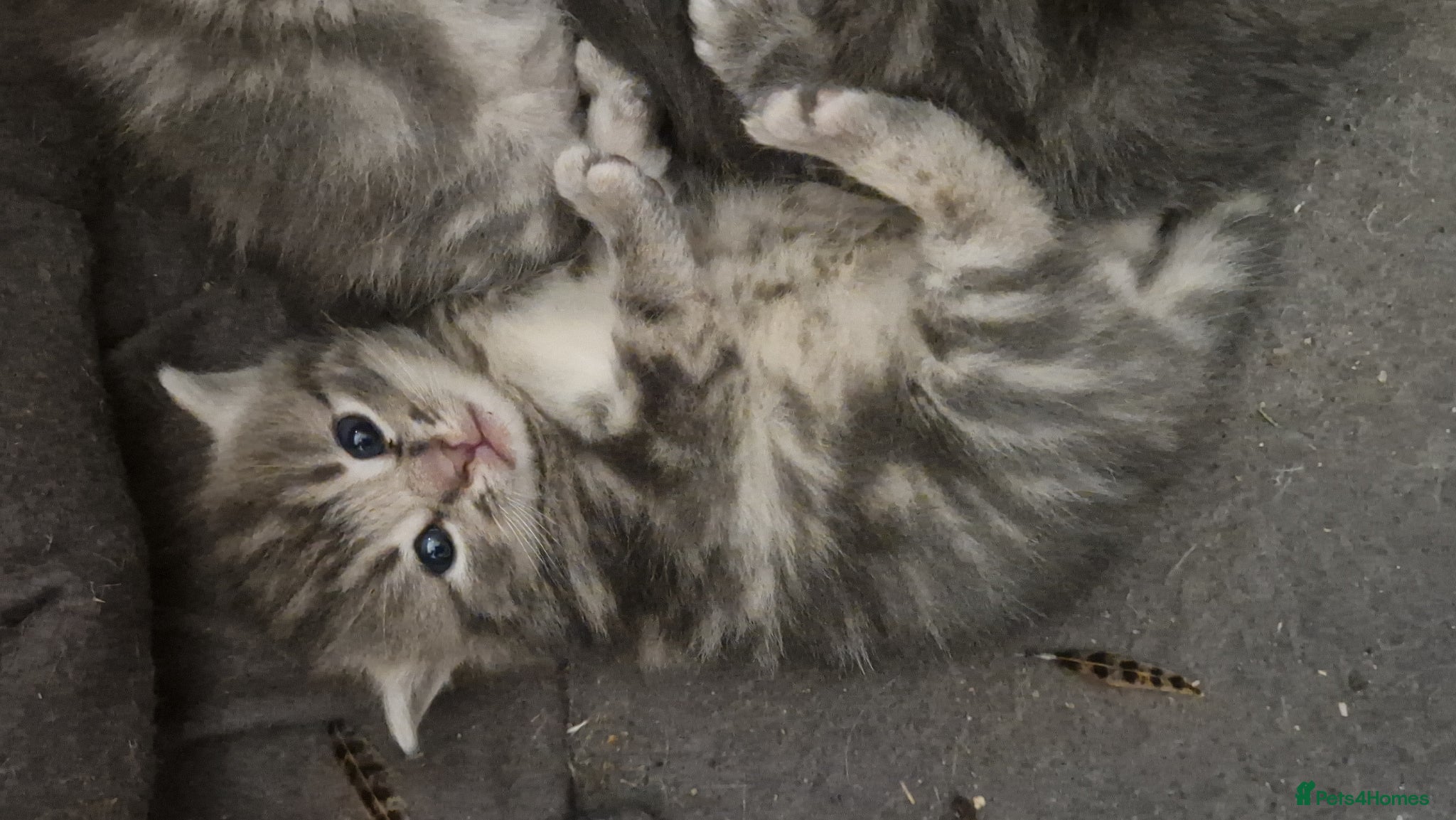 Mixed Breed cats Barn kittens - Advert 3