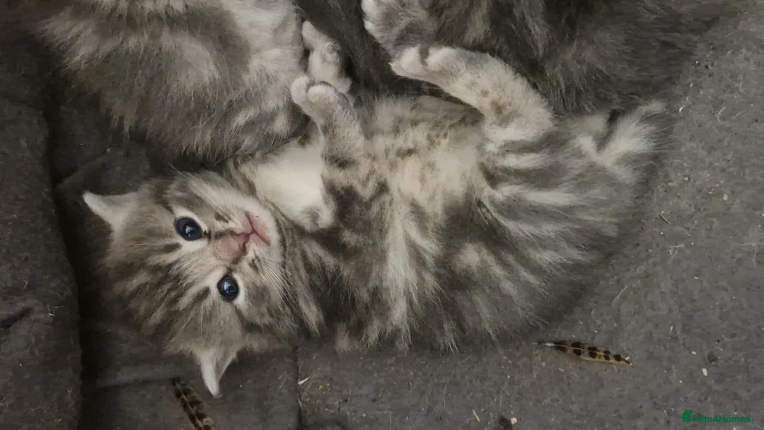Mixed Breed cats for sale: Barn kittens in Diss - Advert 1