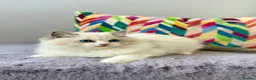 Ragdoll cats for sale: TICA registered ragdoll kittens from champions - Advert 4