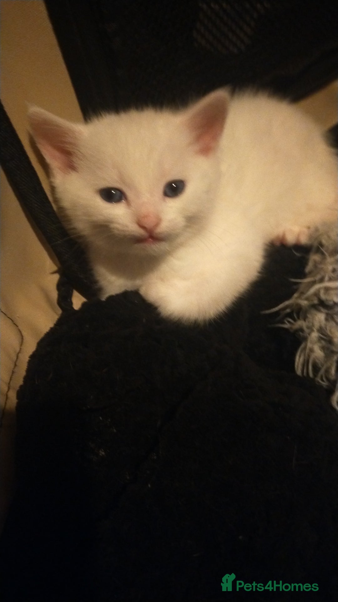 Mixed Breed cats for sale: Mozzarella: Long Haired Persian x Ragdoll x DSH - Image 8