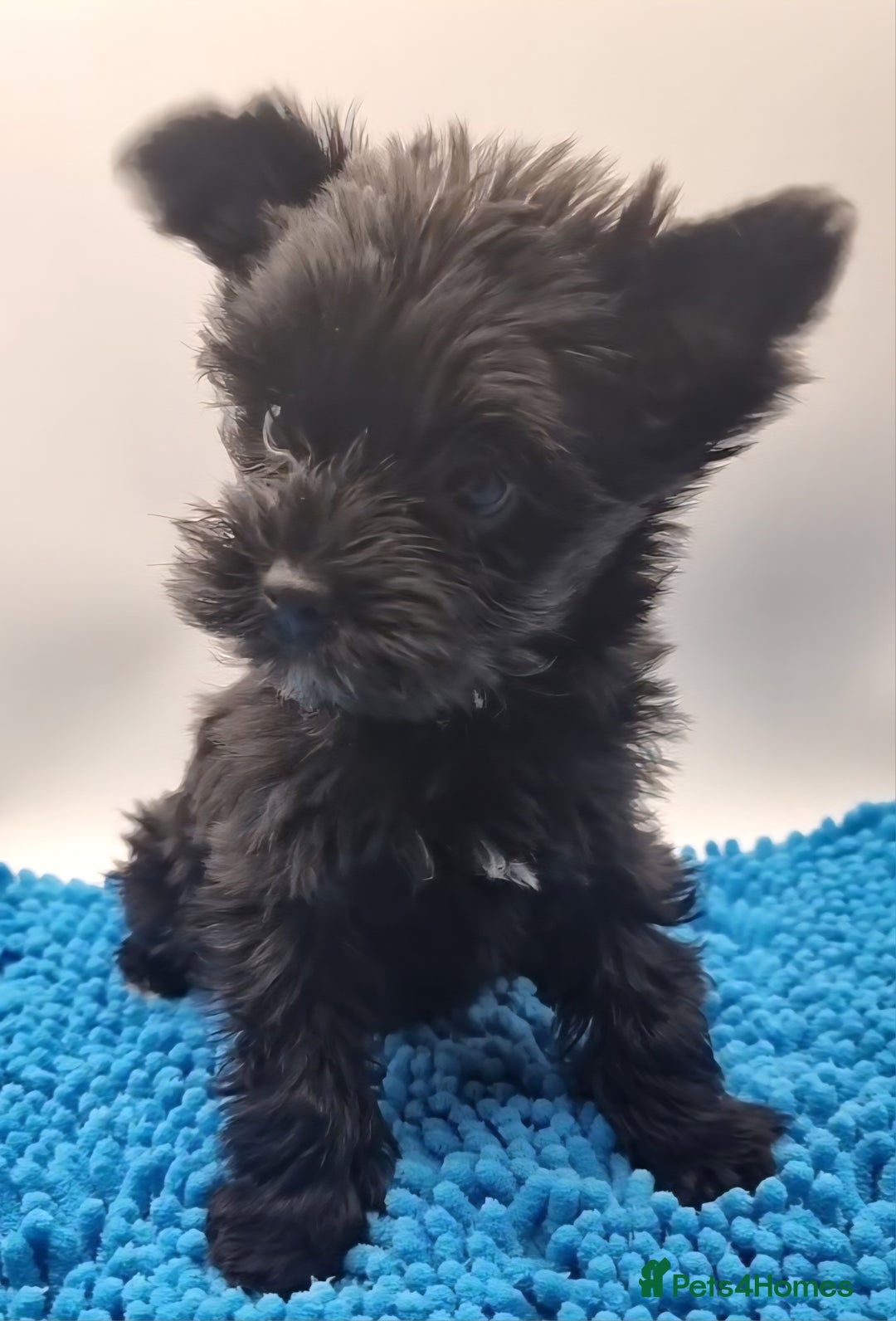 Yorkshire Terrier dogs for sale: Yorkshire Terrier puppies  - Image 11