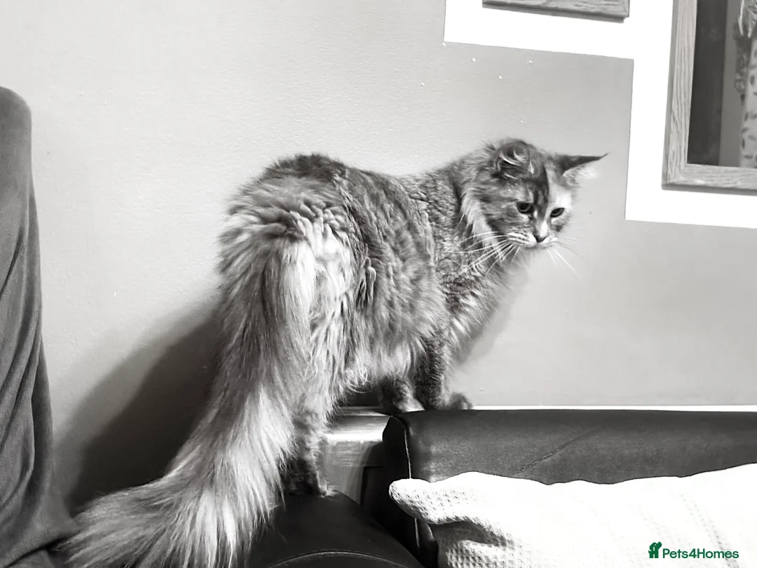 Maine Coon cats for sale: Maine coon xl - Advert 13