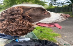 Cocker Spaniel dogs for stud: George  - Image 2