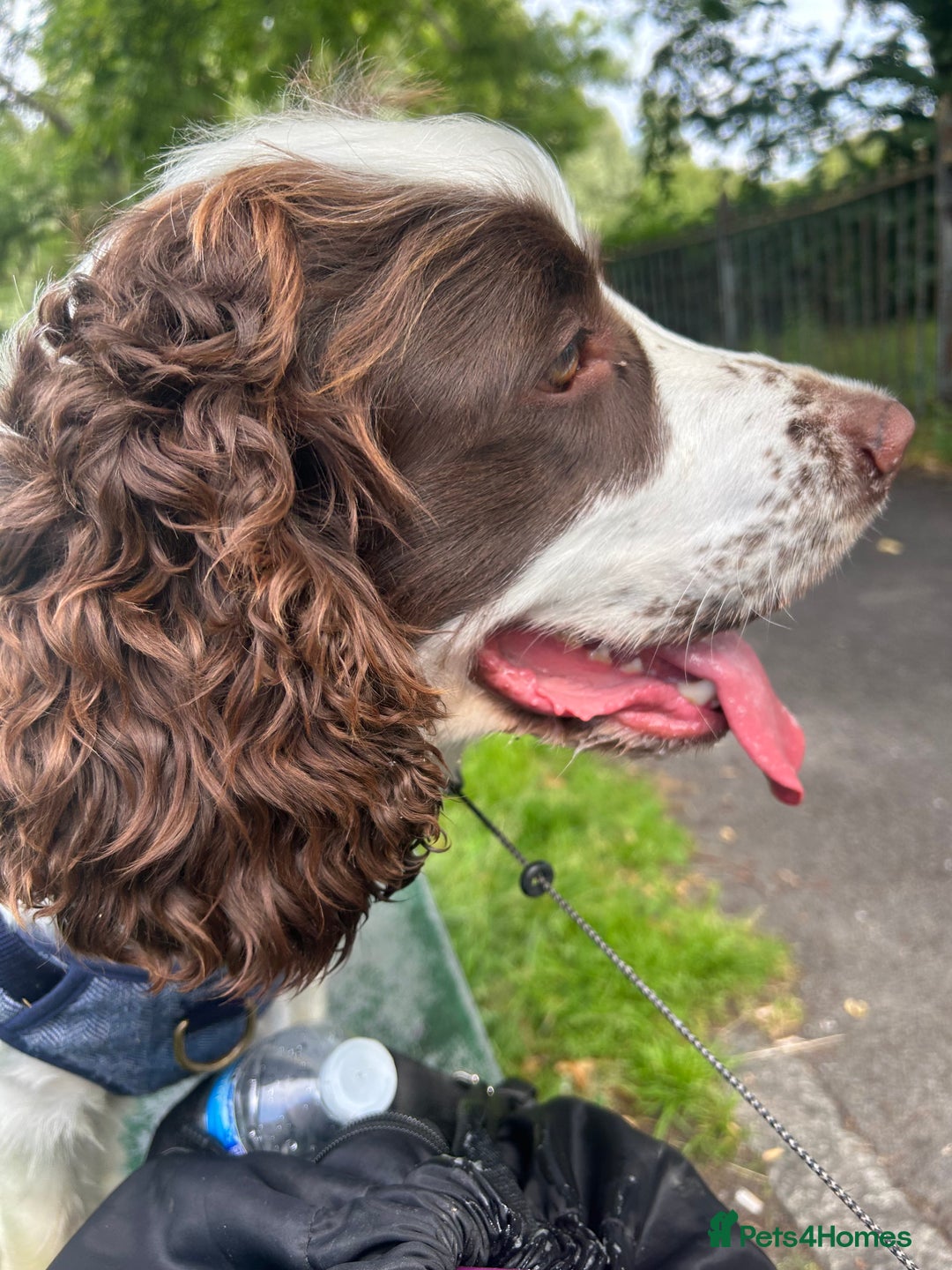 Cocker Spaniel dogs for stud: George  - Image 2