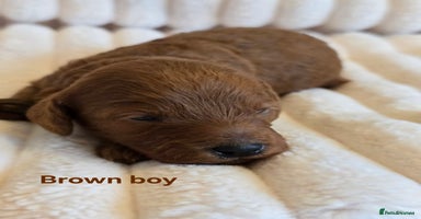 Cavapoo dogs - Advert 5