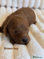 Cavapoo dogs - Advert 5