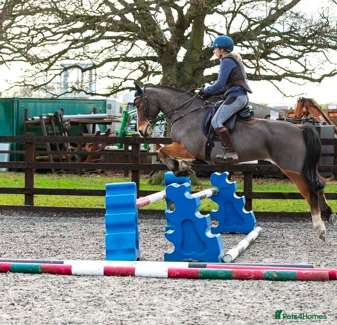 Welsh Section D horses for sale: Welsh D - Advert 6