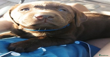 Labrador Retriever dogs - Advert 13