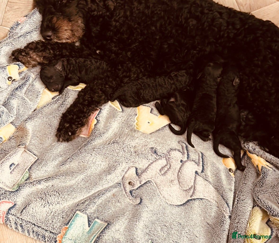 Cockapoo dogs Beautiful F1b Cockapoo puppies  - Advert 2
