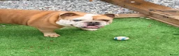 English Bulldog dogs for sale: Beautiful Boy looking for his forever home  in Wellingborough - Advert 4