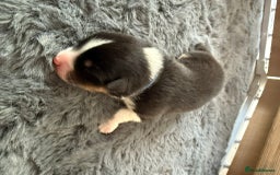 Australian Shepherd dogs for sale: Exceptional Australian Shepherd Puppies - Image 13