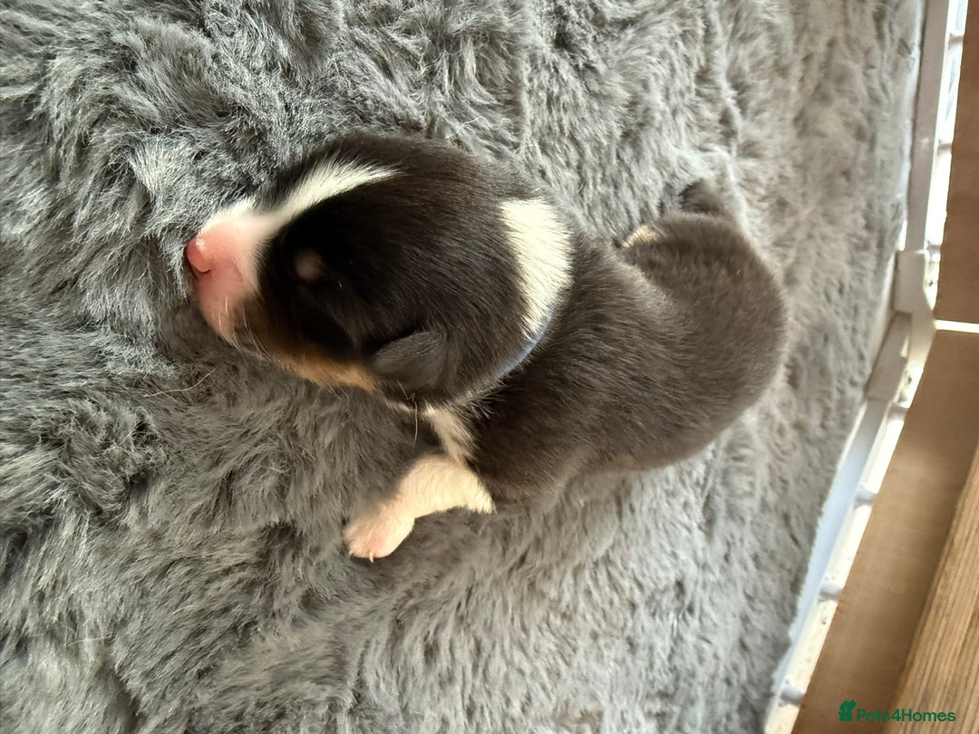 Australian Shepherd dogs for sale: Exceptional Australian Shepherd Puppies - Image 13