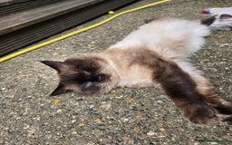 Ragdoll cats for sale: Last Ragdoll Kitten–Affectionate & Ready Now! ✨🐾 - Image 18