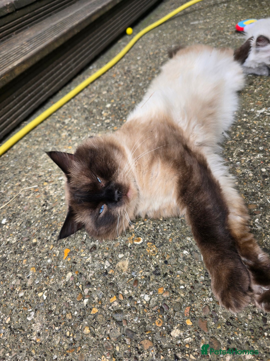 Ragdoll cats for sale: Last Ragdoll Kitten–Affectionate & Ready Now! ✨🐾 - Image 18