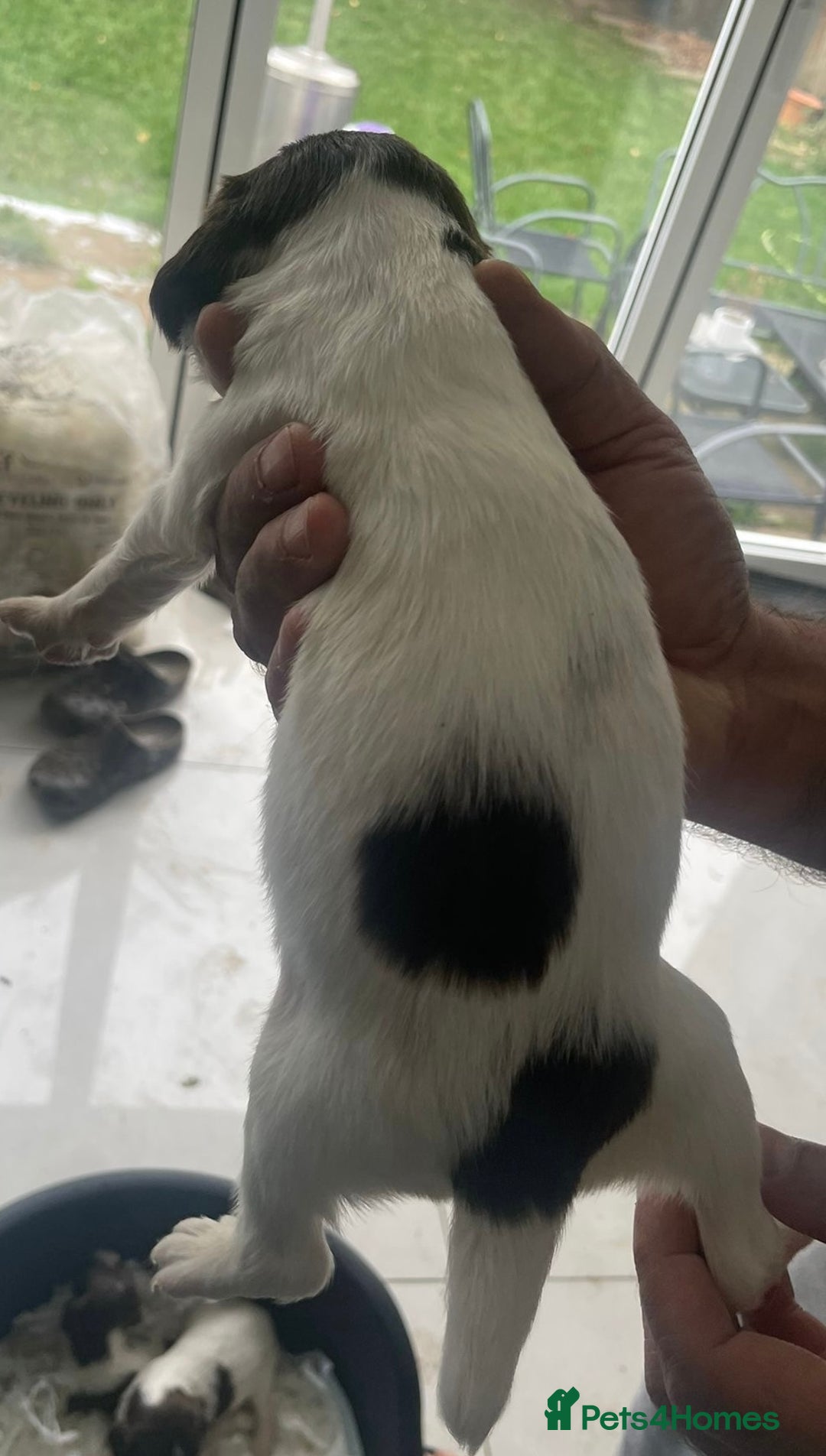 English Springer Spaniel dogs for sale: Beautiful Springer Spaniel working line - Advert 14