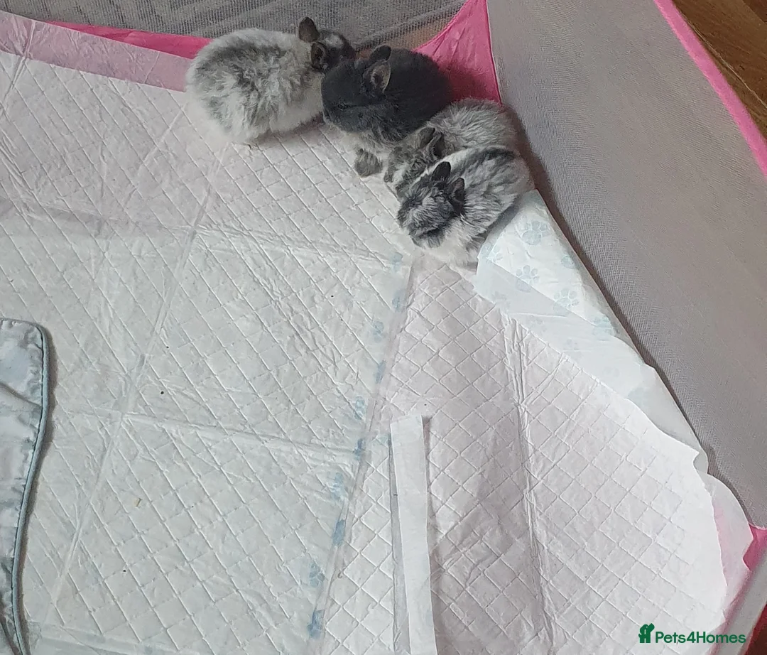 Netherland Dwarf rabbits for sale: 4 Beautiful Netherland Dwarf Buns in Pinner - Advert 19
