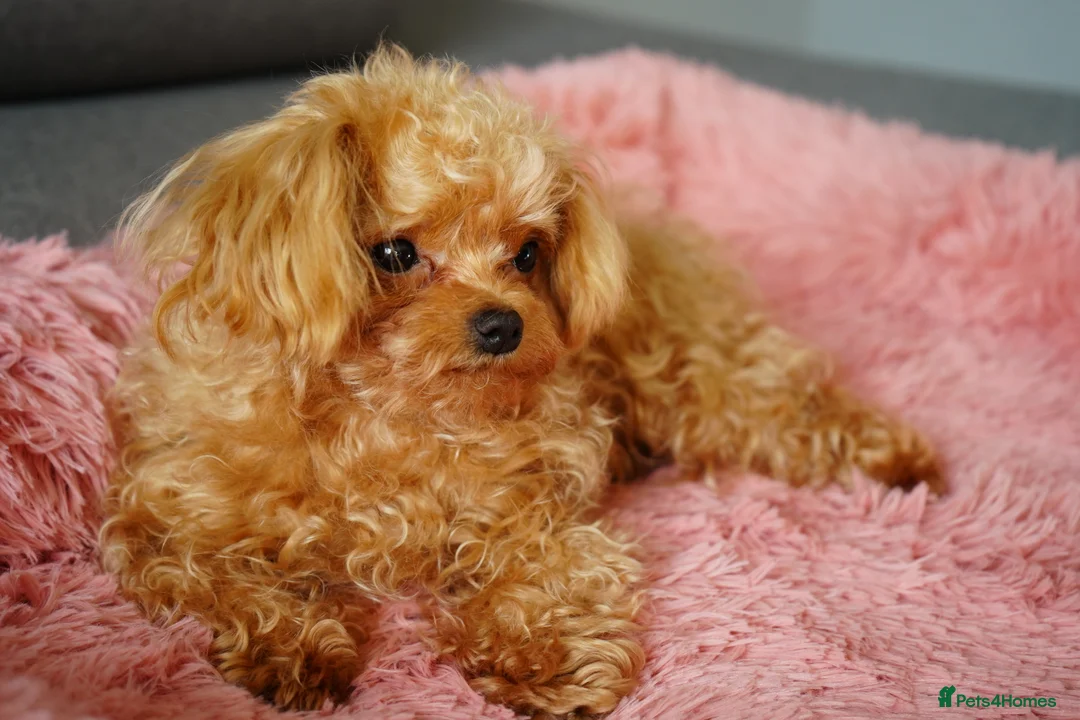 Maltipoo dogs for sale: Small F1 Asian Maltipoo female for sale - Advert 5