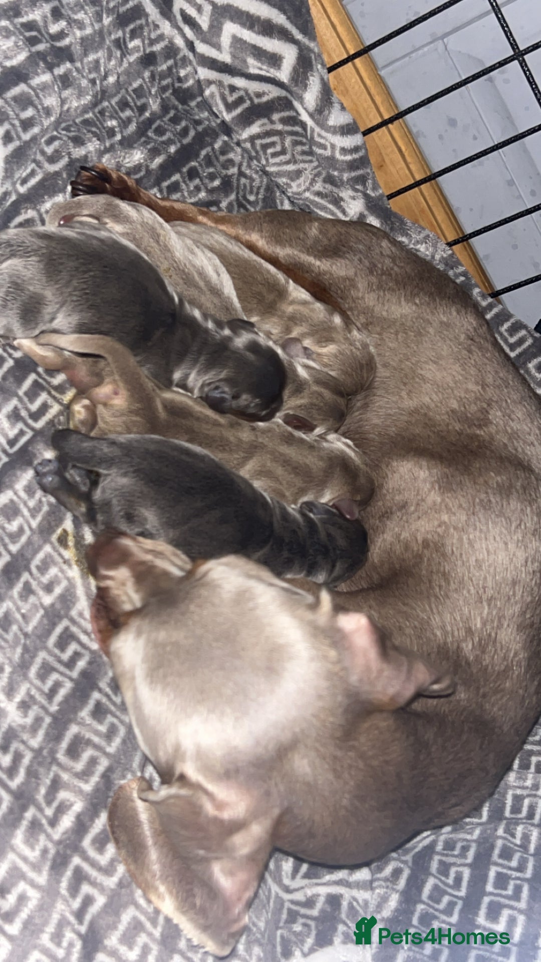 Miniature Dachshund dogs for sale: Mini dachshunds 💚🫶🏻 ready 24th December 🎄🎄 - Advert 2