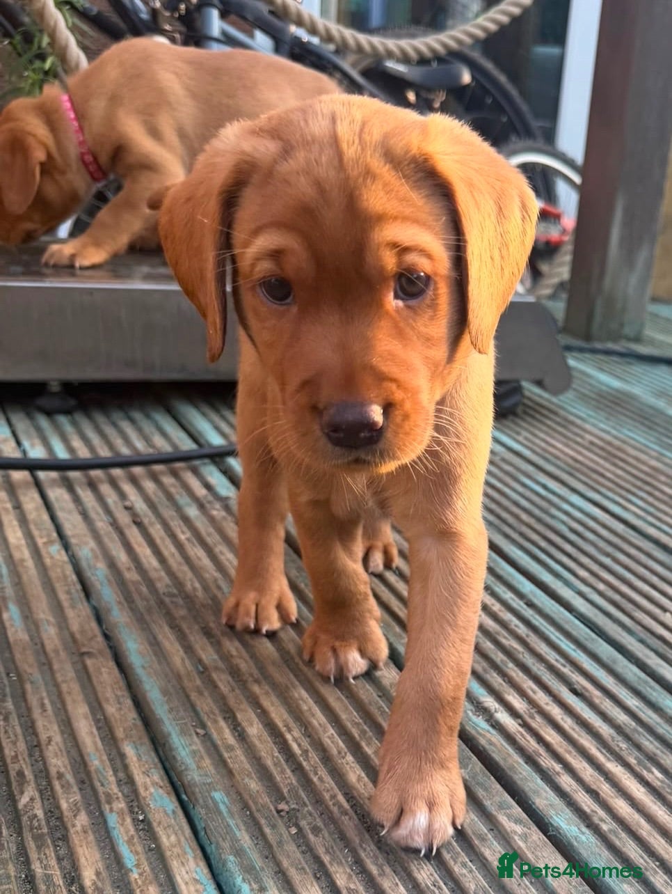 Labrador Retriever dogs Available 26th KC fox red Labrador puppies - Advert 2