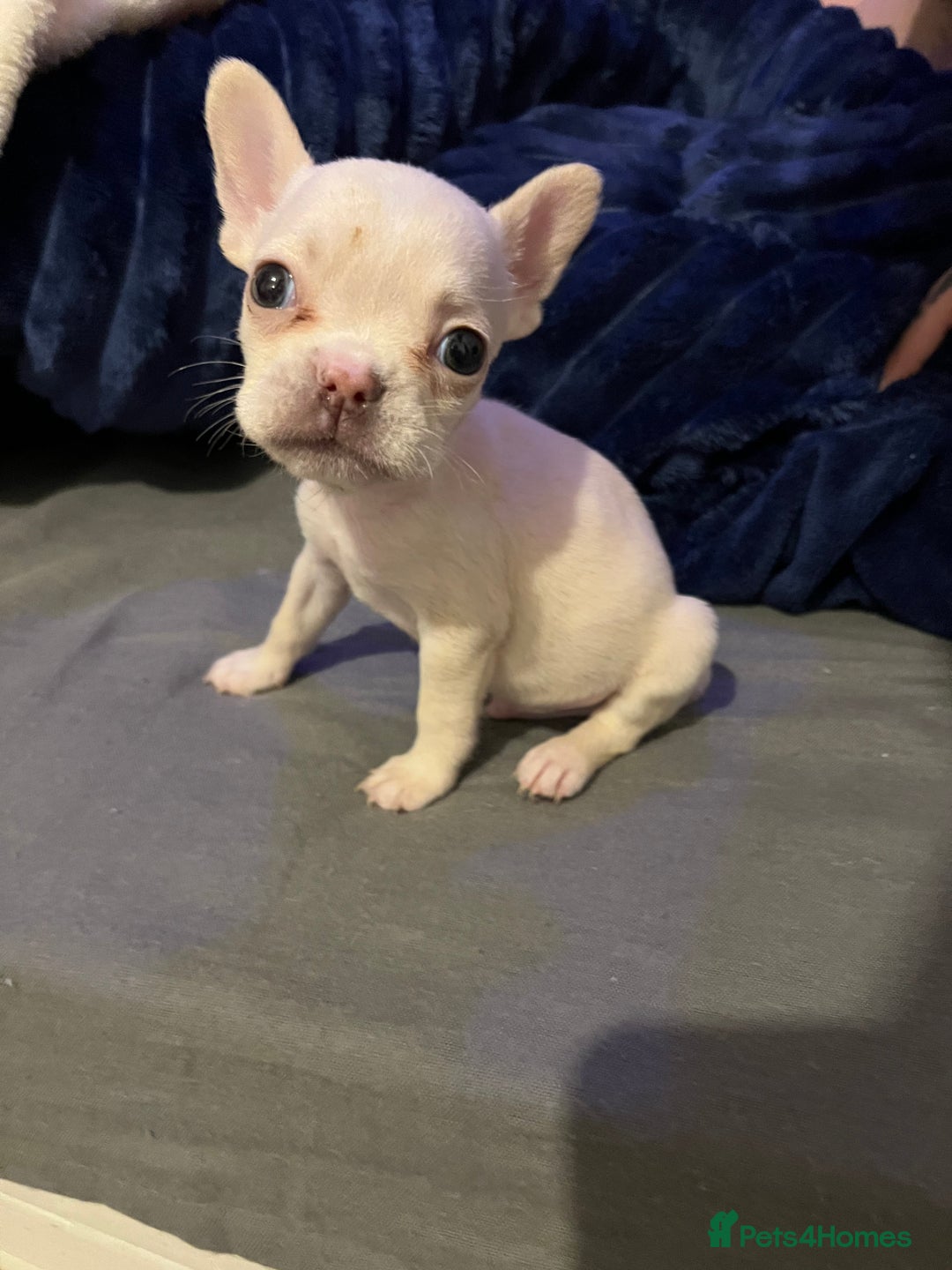 French Bulldog dogs for sale: French bulldog - Advert 13