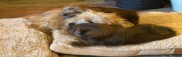 Norfolk Terrier dogs for sale: Stunning kc reg norfolk terrier boys  - Advert 26
