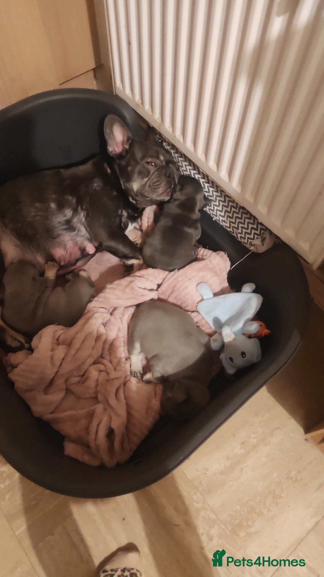 French Bulldog dogs for sale: KC registered french bulldogs  - Image 29