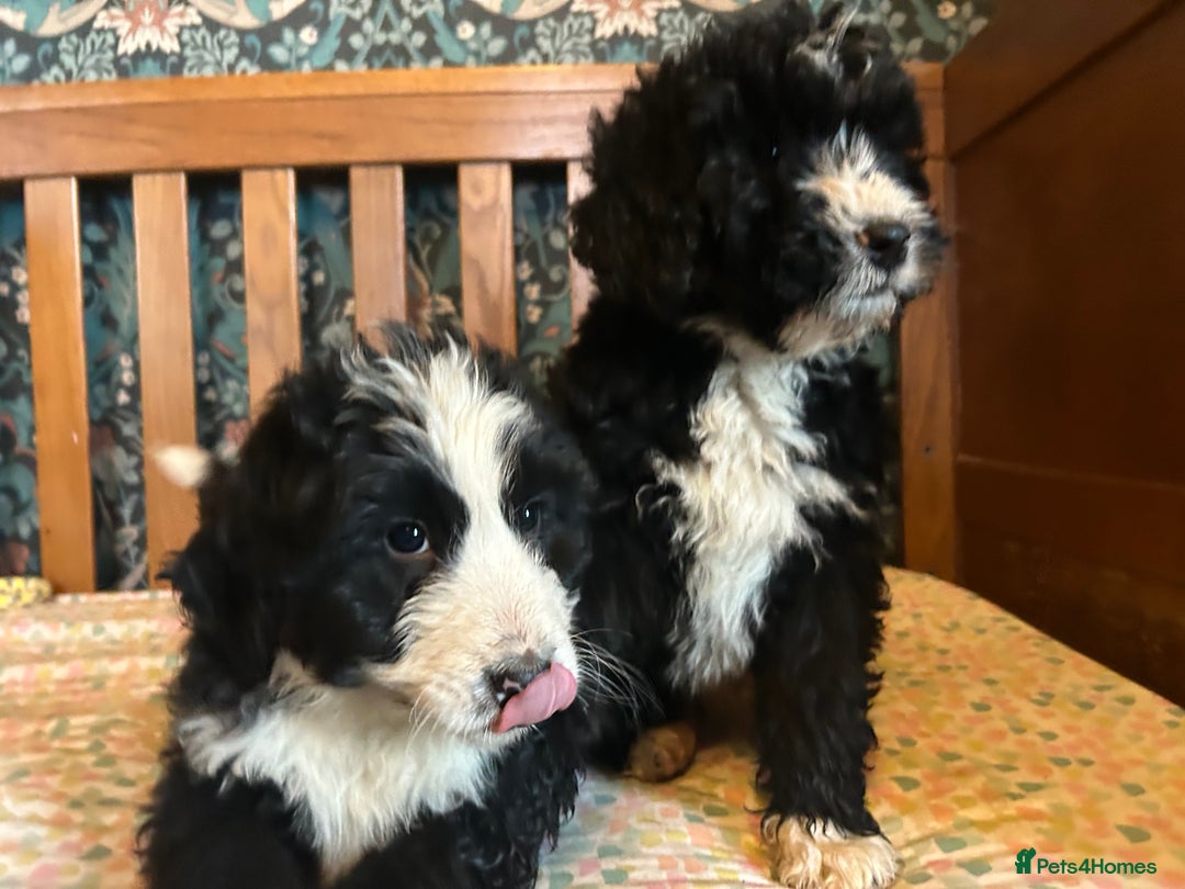 Bernedoodle dogs for sale: Gorgeous Bernedoodle Pups - Advert 15