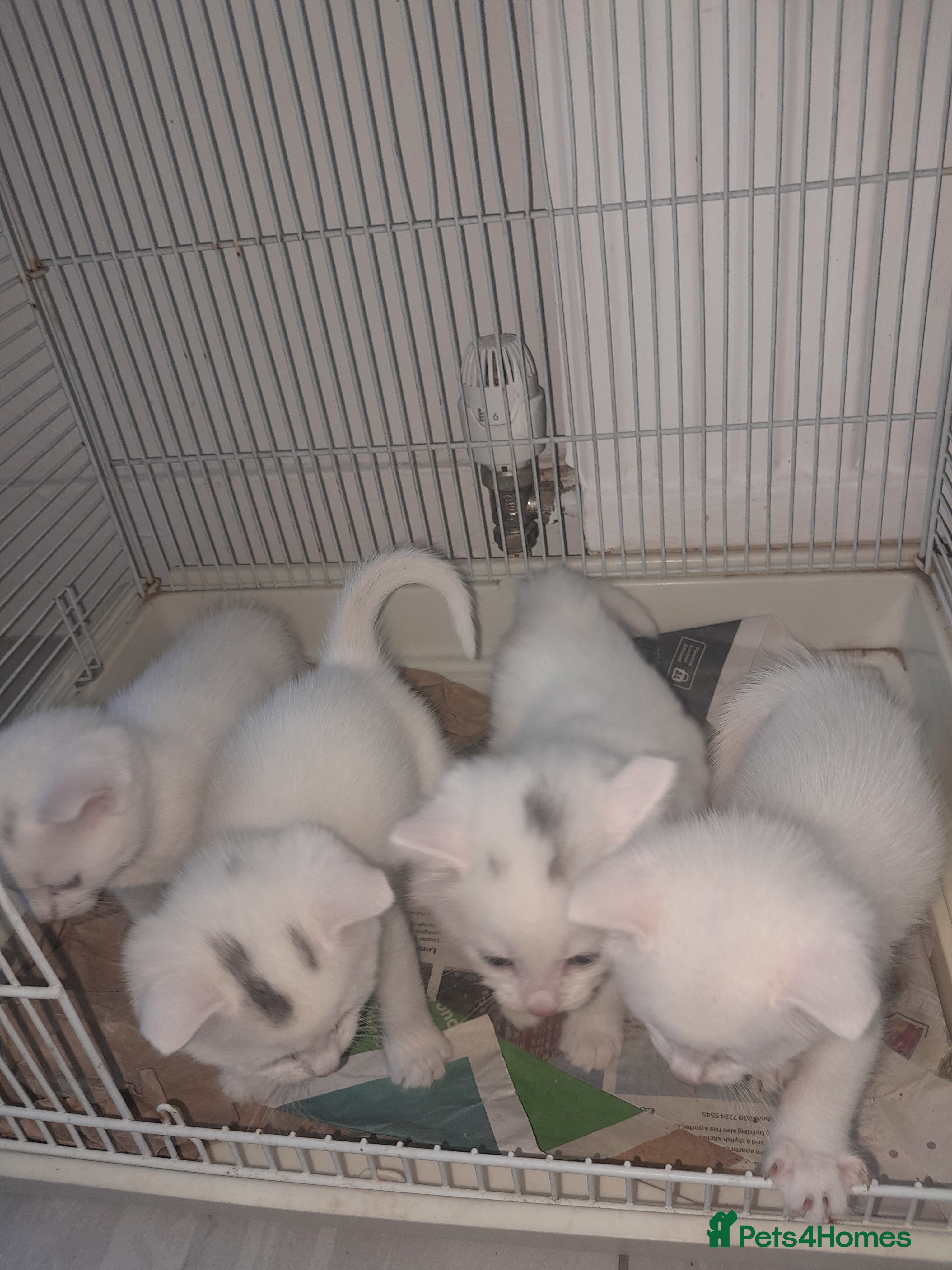 British Longhair cats White kitten for sale  - Advert 11