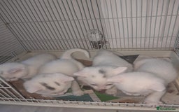 British Longhair cats for sale: White kitten for sale  - Advert 1