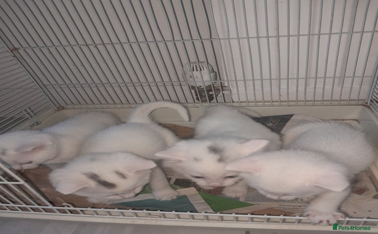 British Longhair cats White kitten for sale  - Advert 6