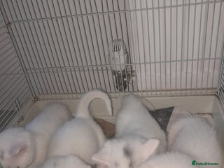 British Longhair cats White kitten for sale - Advert 9