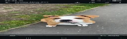 American Bulldog dogs for sale: American Bulldog boy puppy in Swansea - Advert 2