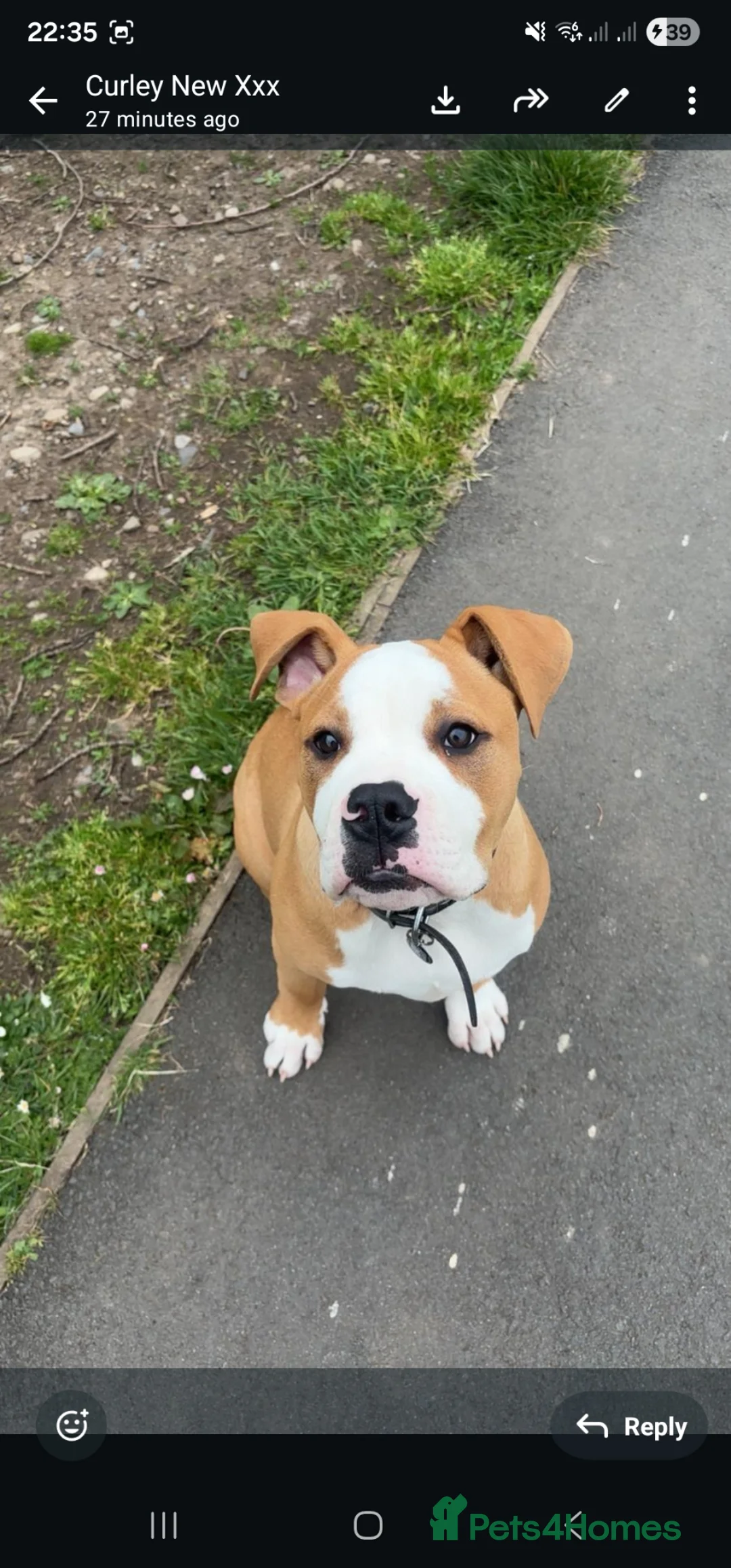 American Bulldog dogs for sale: American Bulldog boy puppy in Swansea - Advert 2