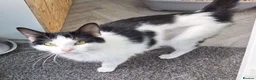 Mixed Breed cats for adoption: KAYE. - Advert 4