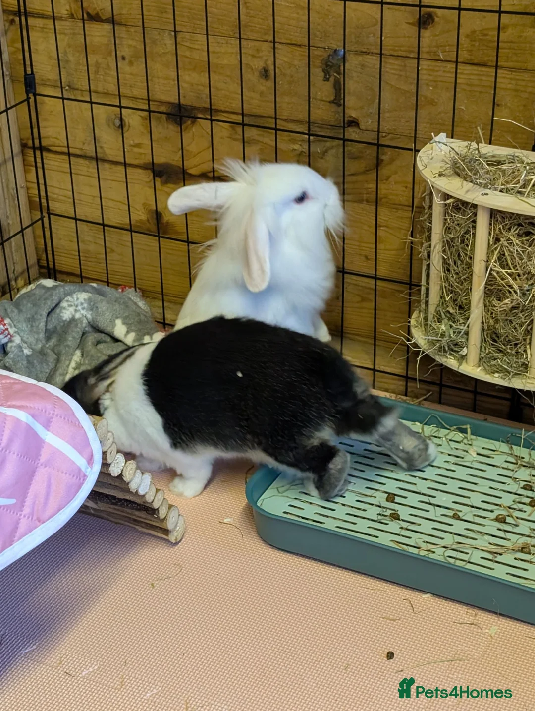 Mixed Breed rabbits for sale: Casper in Stranraer - Advert 5