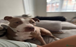 Staffordshire Bull Terrier dogs for sale: With a heavy heart having to rehome beautiful Nova - Image 7
