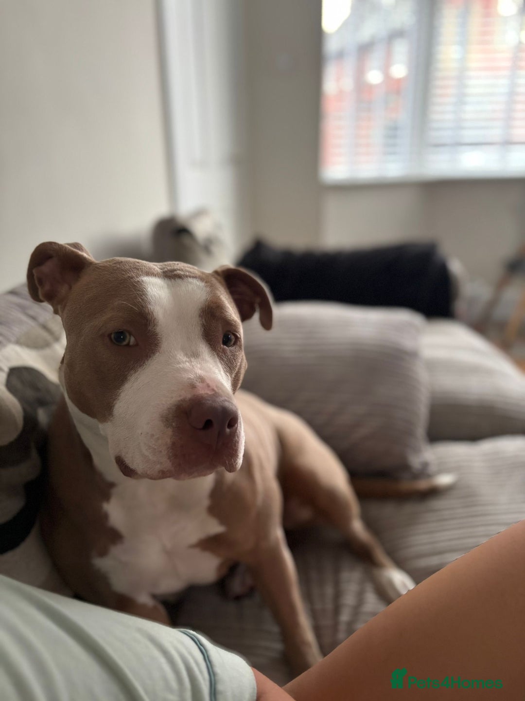 Staffordshire Bull Terrier dogs for sale: With a heavy heart having to rehome beautiful Nova - Image 7