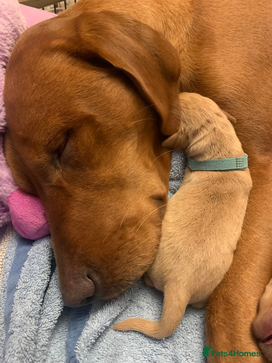 Labrador Retriever dogs for sale: ✨ Stunning 5 Male & 3 Female Fox Red Lab Puppies - Advert 19