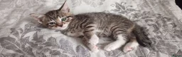 Siberian cats for sale: 4 kittens for sale - Advert 28