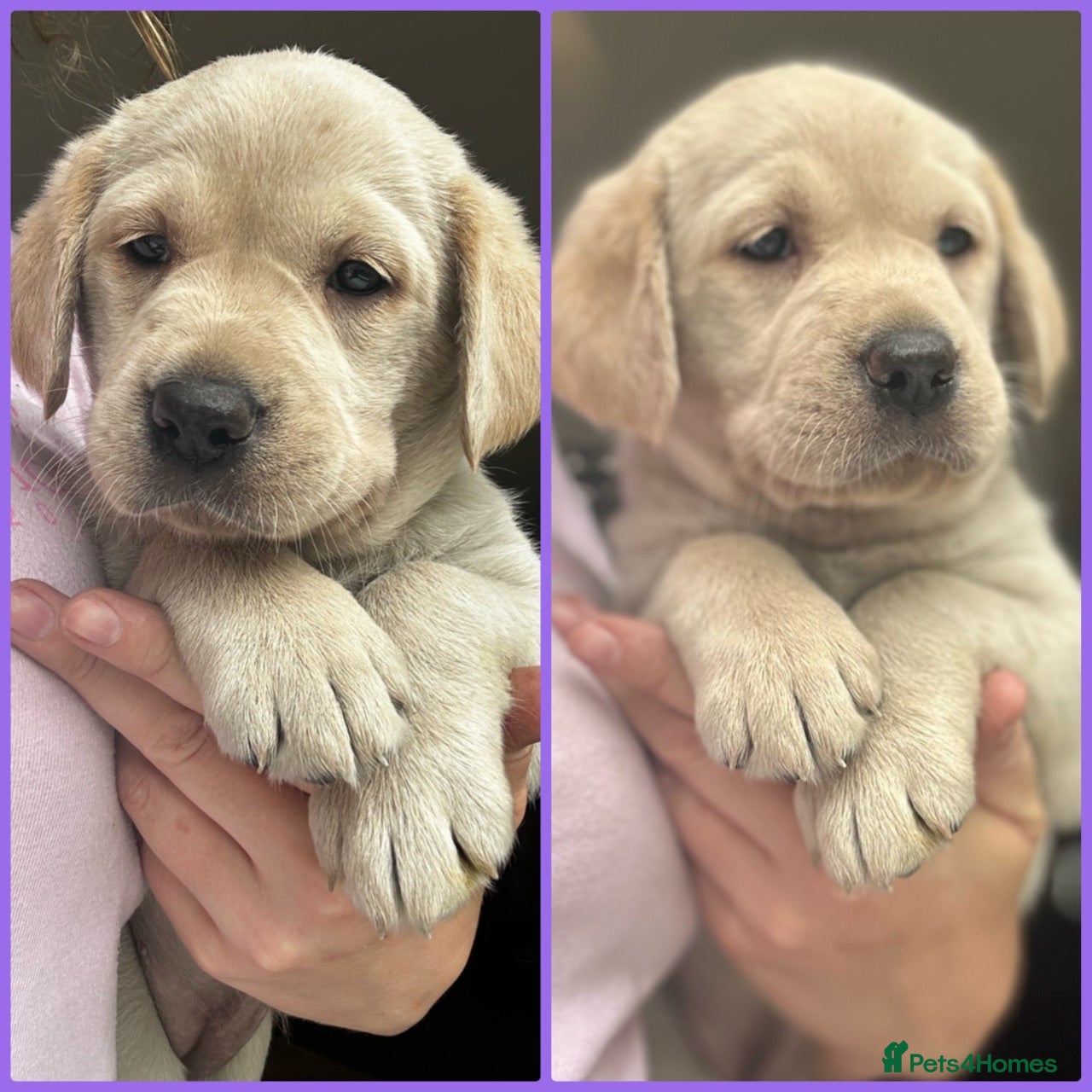 Goldador dogs *Gorgeous Goldador puppies* - Advert 1