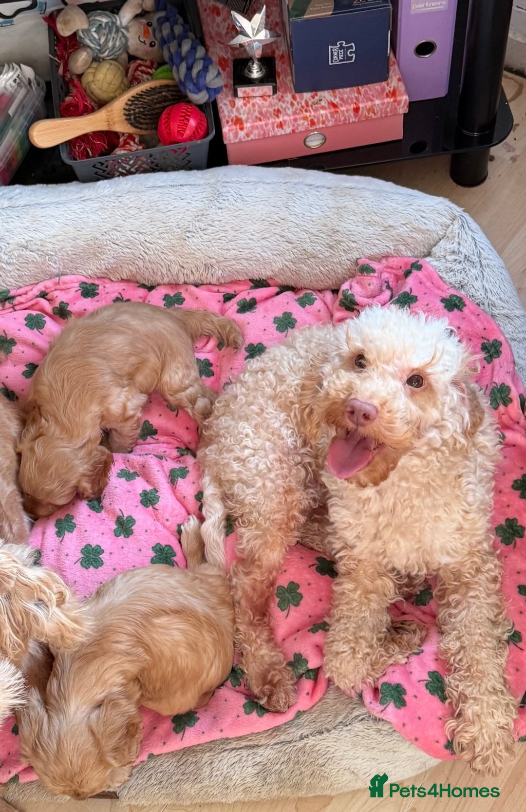 Toy Poodle dogs for stud: Apricot toy poodle, kc reg  - Image 1