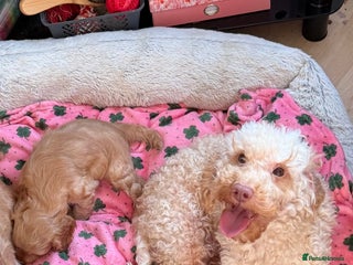 Toy Poodle dogs - Advert 6