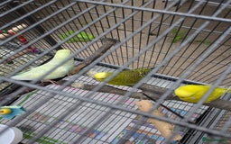 Budgerigars birds for sale: 3 x Budgies & Cage - Image 5