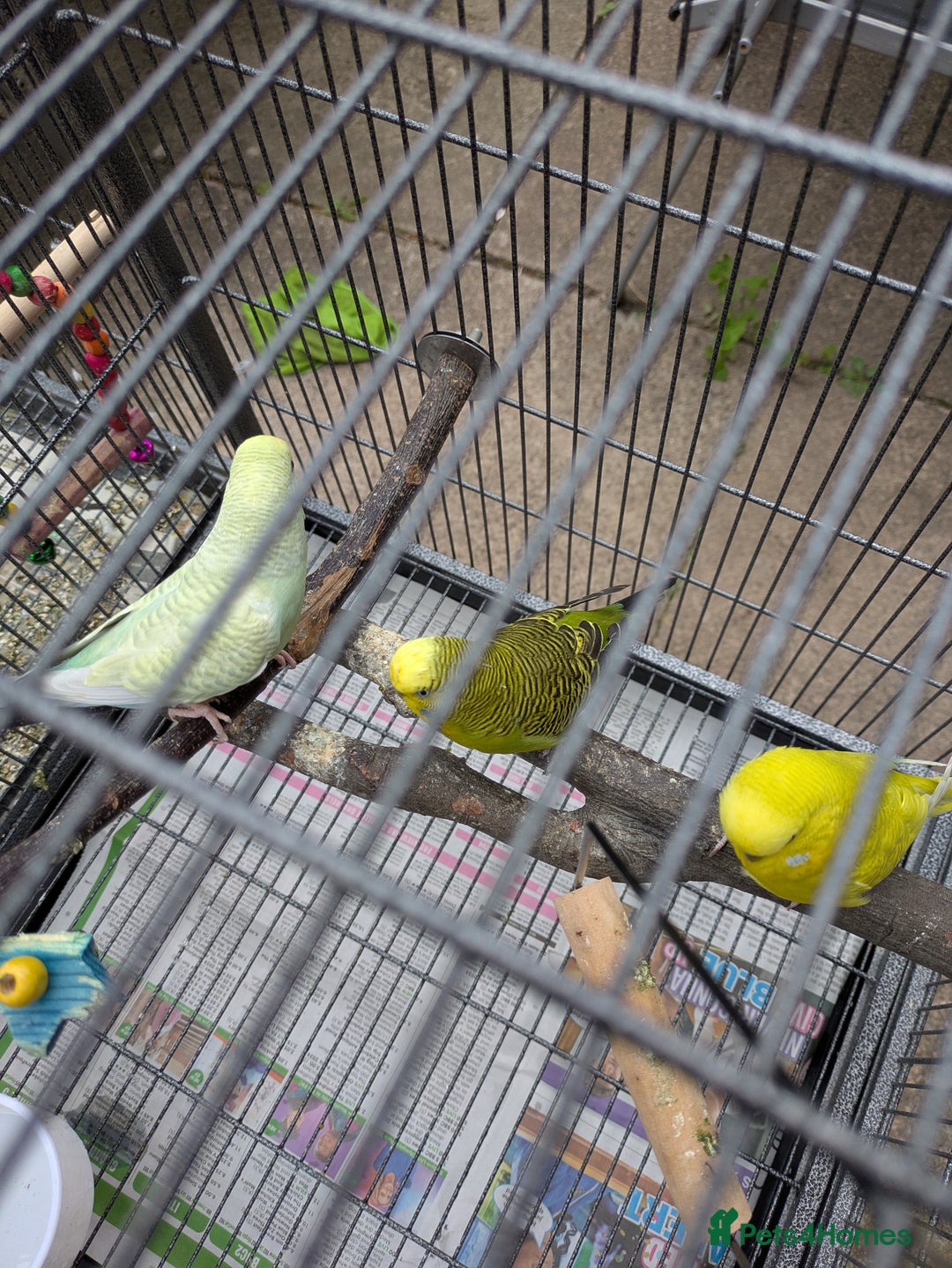 Budgerigars birds for sale: 3 x Budgies & Cage - Image 5
