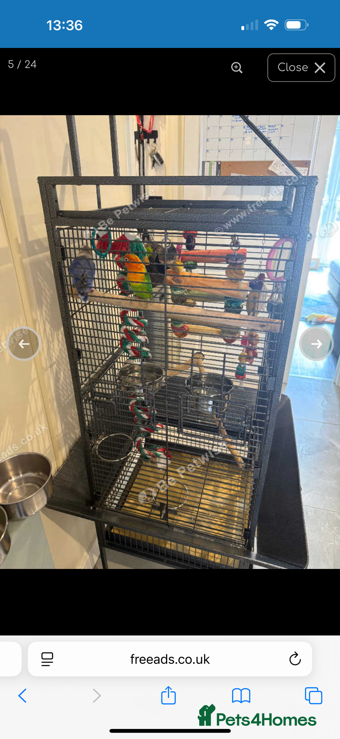 Lovebirds birds for sale: 2 beautiful love birds full set up  - Image 5