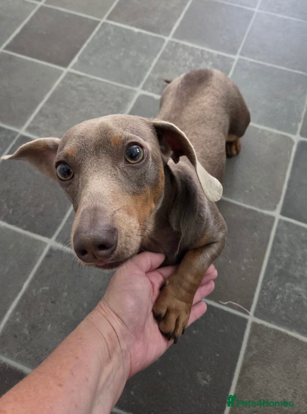 Miniature Dachshund dogs for stud: KC Registered Isabella & Tan Stud in Keighley - Advert 1
