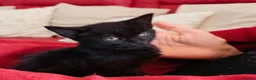 Mixed Breed cats for sale: Beautiful black kittens for sale. in Alloa - Advert 11